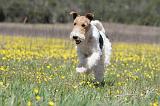 FOX TERRIER 347